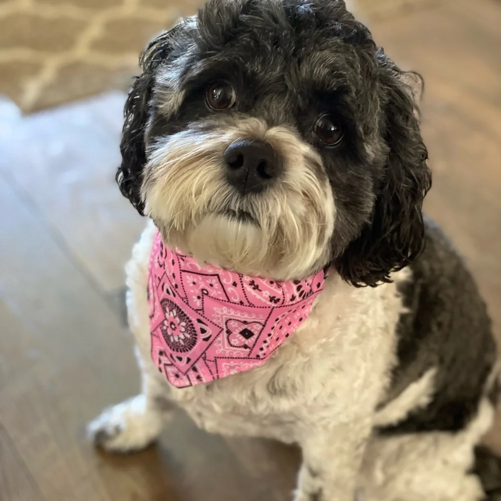 Pink Bandana Dog Collar